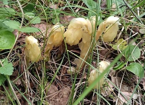 pinesap