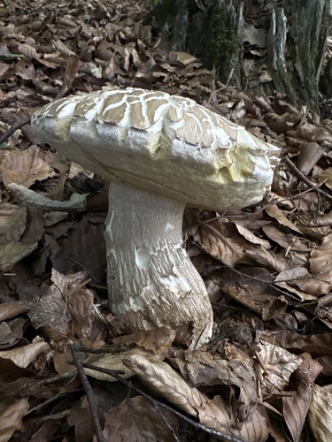 Summer Bolete