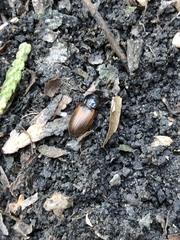 Anisodactylus sanctaecrucis