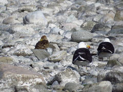 Larus dominicanus