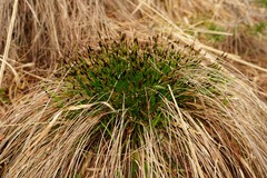 Schoenus ferrugineus