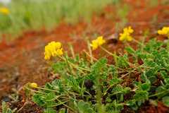 Coronilla vaginalis