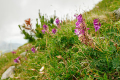 Hedysarum hedysaroides