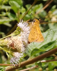 Hylephila phyleus