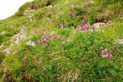 Hedysarum hedysaroides