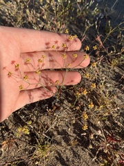 Eriogonum pusillum