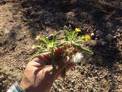 Trixis angustifolia