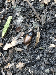 Anisodactylus sanctaecrucis