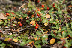 Cotoneaster dammeri