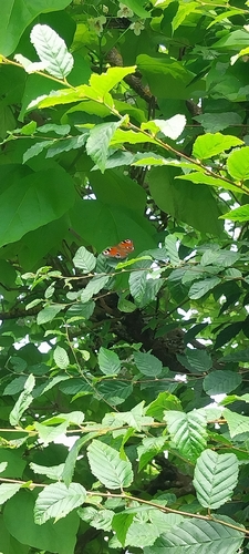 European Peacock Butterfly