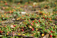 Cotoneaster dammeri
