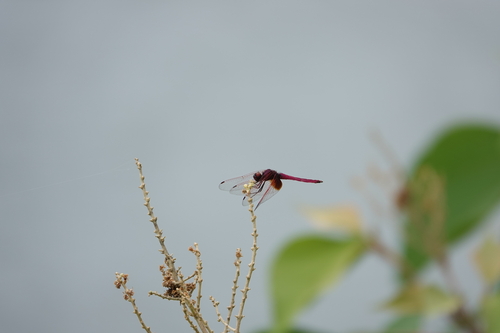 Crimson Marsh Glider