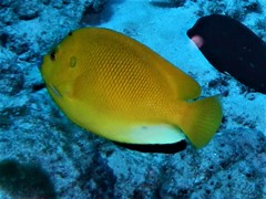 Apolemichthys trimaculatus