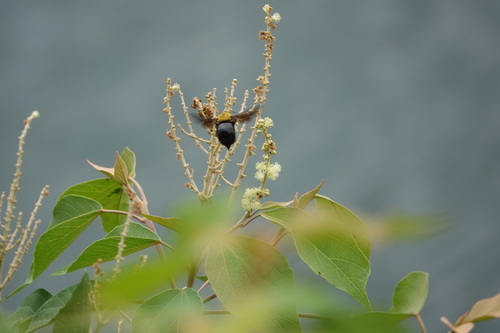 Xylocopa appendiculata circumvolans