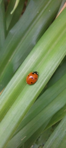 Seven-spotted Lady Beetle