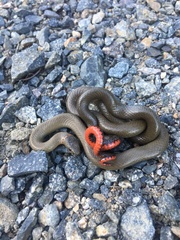 Diadophis punctatus modestus