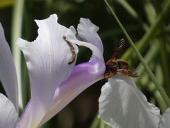 Rhodanthidium sticticum