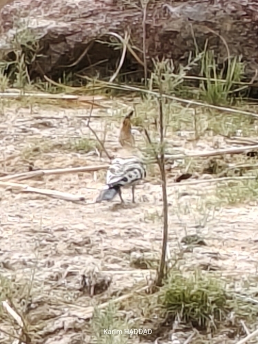 Common Hoopoe