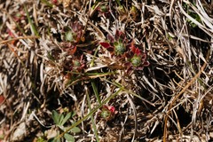 Androsace chamaejasme