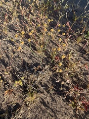 Eriogonum pusillum