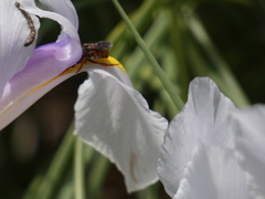 Rhodanthidium sticticum