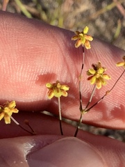 Eriogonum pusillum