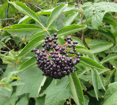 Sambucus racemosa melanocarpa