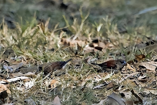 iNaturalist image