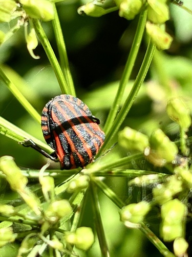 Continental Striped Shield Bug