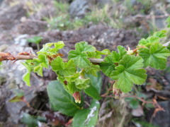 Ribes divaricatum