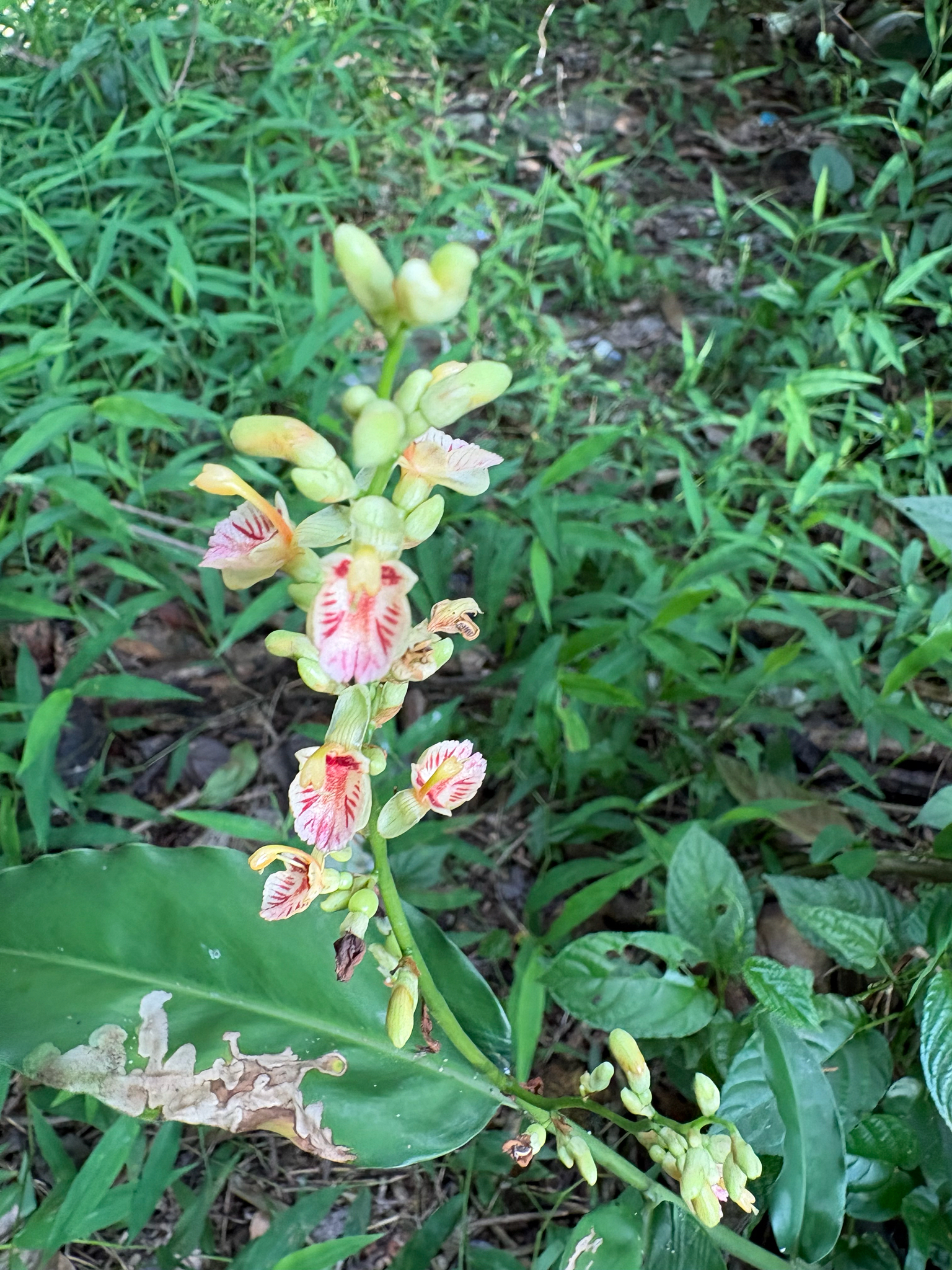 Alpinia conchigera (Alpinia conchigera)