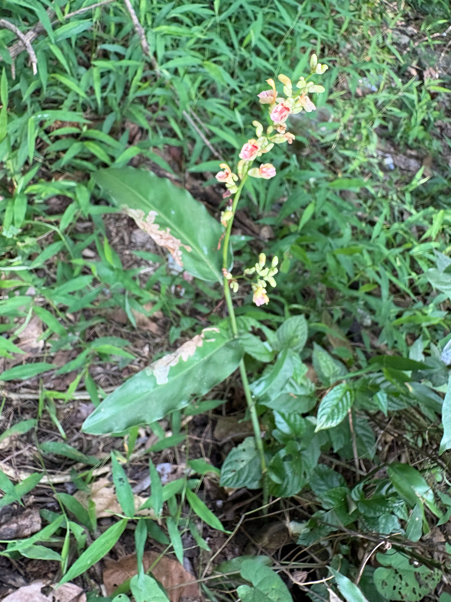 Alpinia conchigera — ảnh 2