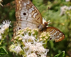 Anartia jatrophae