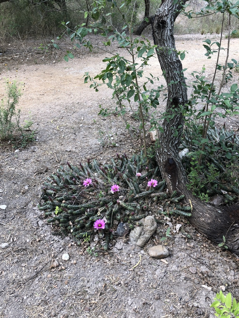 Berlandier's Hedgehog Cactus (Echinocereus berlandieri)  iNaturalist
