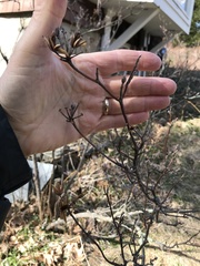 Rhododendron prinophyllum