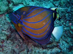 Pomacanthus annularis