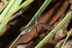 Leptotarsus hilli