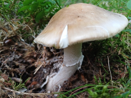 European False Blusher