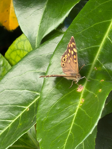 Speckled Wood