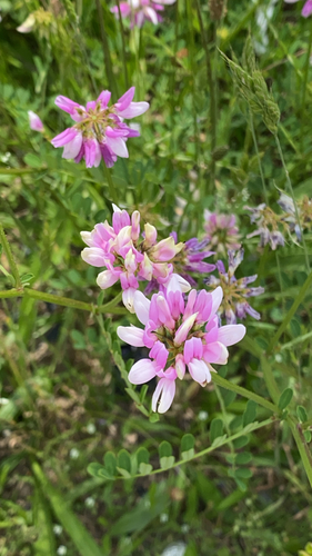 purple crownvetch