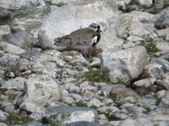 Vanellus chilensis