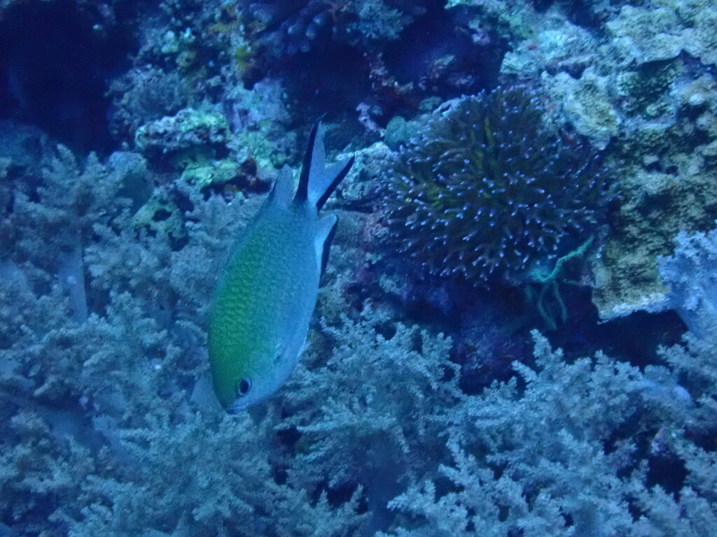 Philippines Chromis