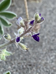 Lupinus shockleyi