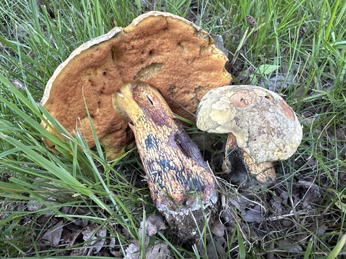 Lurid Bolete