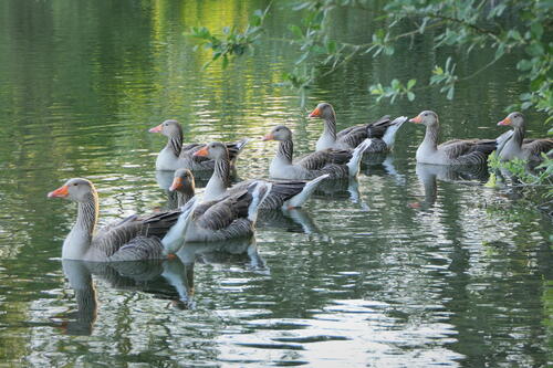 Greylag Goose
