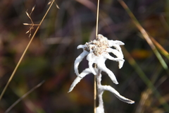 Leontopodium stellatum