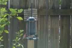 Haemorhous mexicanus