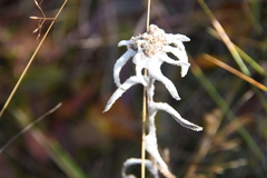 Leontopodium stellatum