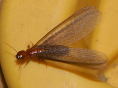 Zootermopsis nevadensis