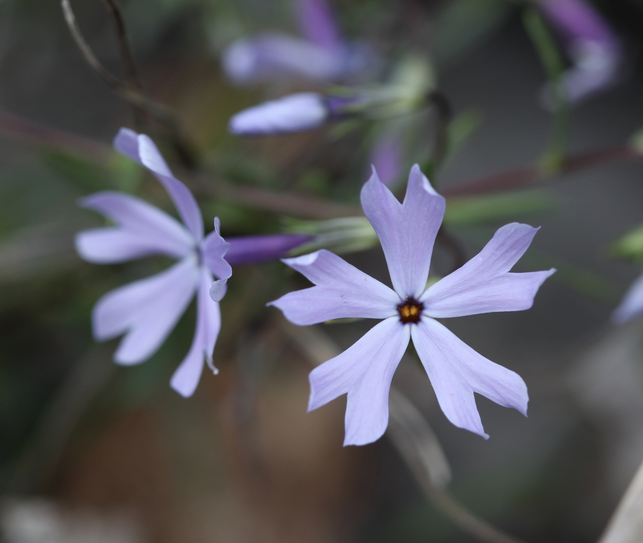 Phlox bifida ssp. stellaria
